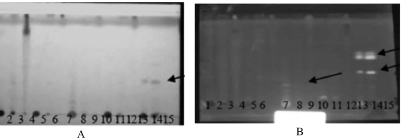 Figure 5  Thin-layer chromatography callus and leaf extract rambutan with toluene: acetone (7:3) mobile phase with the appearance spots of citroborate