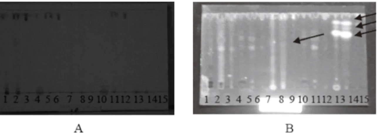 Figure 8  Thin-layer chromatography callus and leaf extract rambutan with n-hexane: ethyl acetate (3:7) mobile phase with the appearance spots of citroborate