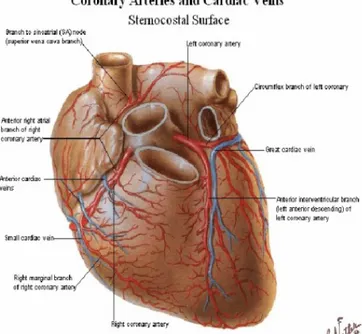 Gambar 2Anatomi Arteri Koronaria (Netterm, 2014) 
