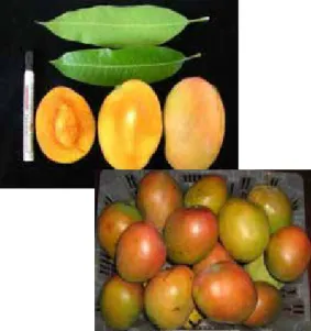 Gambar 1. Garifta Merah Gambar 2. Garifta Kuning