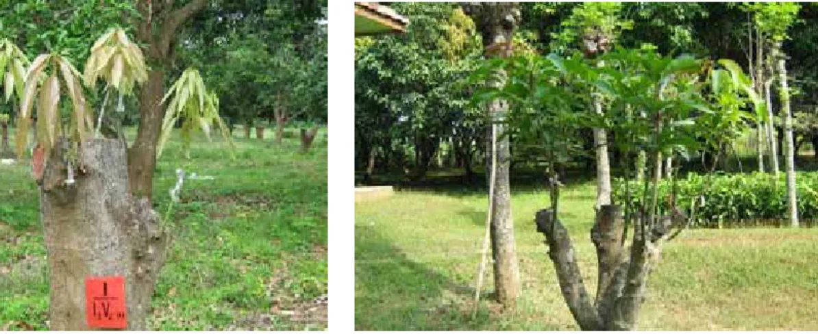 Gambar 8.   Pohon induk tajuk payung mangga Garifta Merah umur 4 tahun setelah top working dapat  menghasilkan ± 200 entris/tahun