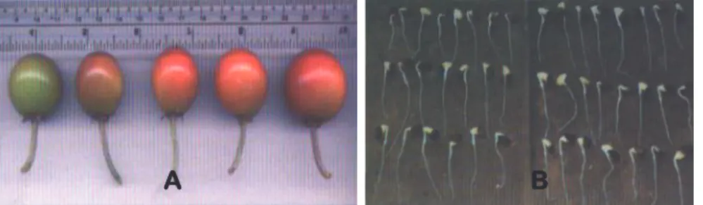 Gambar 1. Buah sehat sebagai bahan untuk benih (A) dan perkecambahan pada benih  sengon (B) 