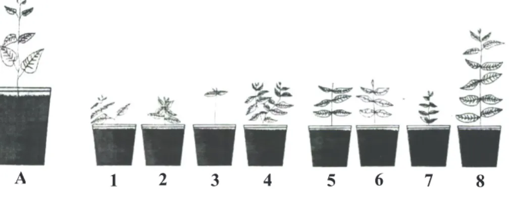 Gambar 2. Benih Viabel (a) dan non Viabel (b) hasil uji  belah benih A. lorantifolia (akasia) 