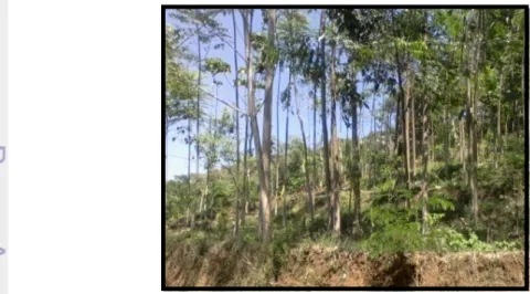 Gambar 6  Kondisi hutan rakyat monokultur yang lebih terbuka dengan jenis  tanaman mahoni