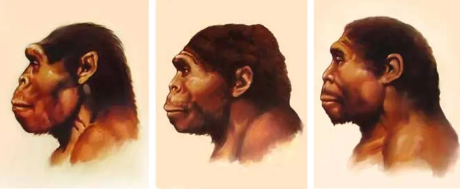 Gambar tiga subspesies Homo erectus di Indonesia yang hidup antara 1,5 – 0,1 juta tahun yang lalu (tyl)