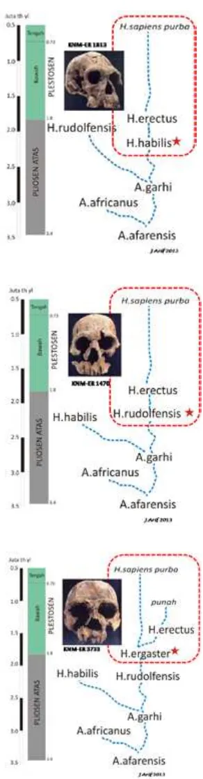 Gambar pohon kekerabatan antara hominid dan pendahulunya, dimodiﬁkasi dari Stanford dkk.2005.