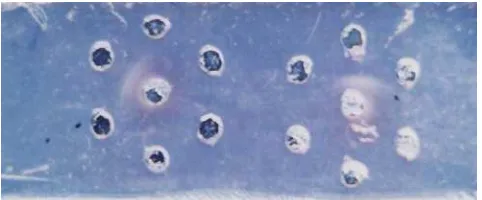 Gambar 1. Reaksi positip uji CAMP ditunjukkan oleh adanya hemolisis sempurna  berbentuk kepala panah (arrowhead) sebagai hasil hemolisis yang sinergis antara Staphylococcal β-lysin dari Staphylococcus aureus K-39 (goresan vertikal) dengan faktor CAMP yang 
