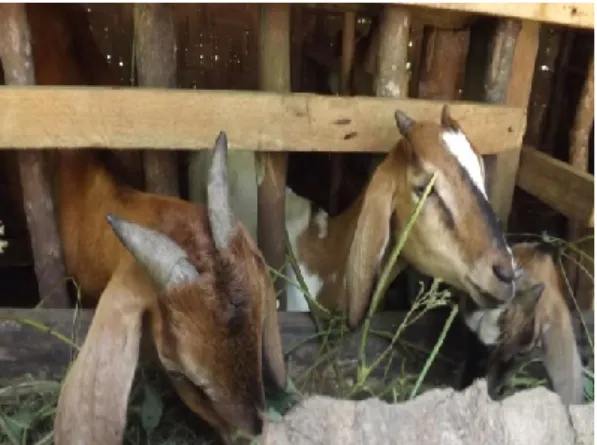 Gambar 2. Lembu milik responden  