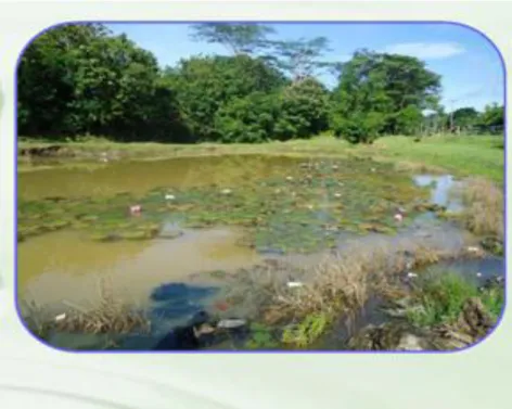 Gambar 6. Wetland untuk penanganan air asam  Sumber Foto : PT. Bukit Asam 
