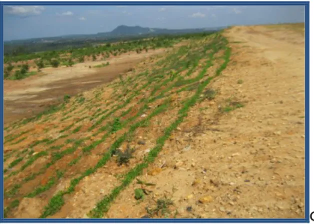 Gambar 2. Penyimpanan sementara  tanah pucuk (a). Penebaran tanah pucuk (b) dan  Pengaman tanah pucuk dari erosi dengan LCC (c)