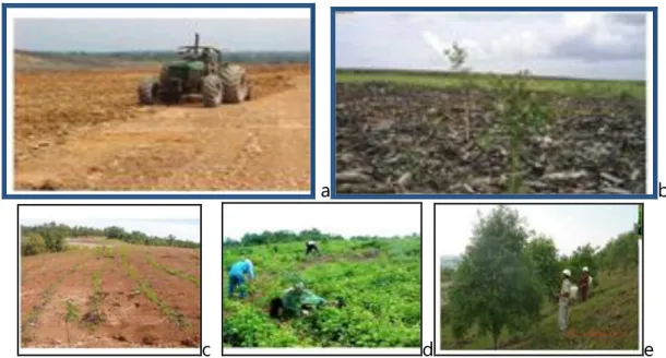 Gambar 3. Pemanfaatan tanah pucuk (a); Penambahan bahan organik &amp; pengapuran (b); 