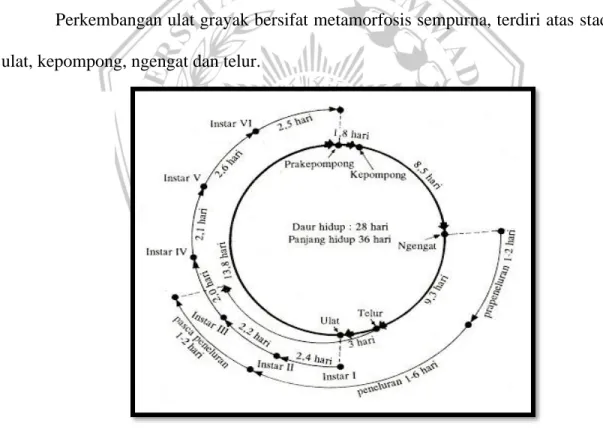Gambar 2. 2 Daur hidup dan Panjang hidup ulat grayak  (Sumber : M.Arifin Balai Penelitian Pertanian Bogor) 