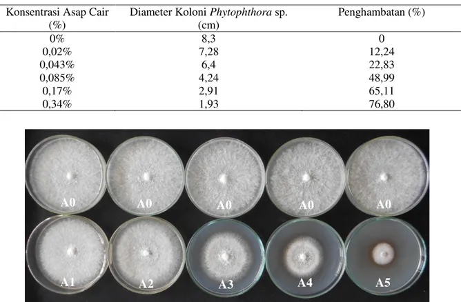 Tabel 1. Rata ± rata diameter koloni dan besar penghambatan asap cair terhadap jamur Phytophthora  sp