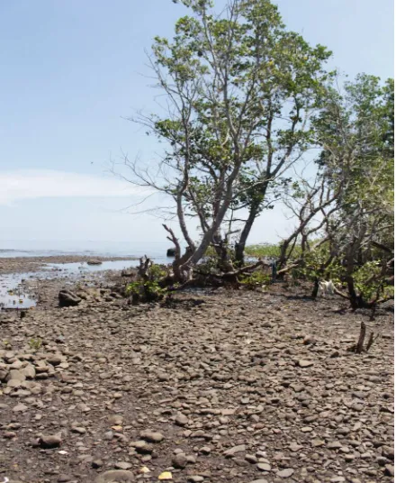 Figure 3. Mangrove and Coastal Life in Mokupa, Minahasa. Source: Field survey, [2016]