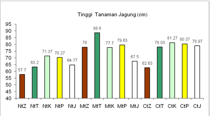 Gambar 3.  Pertumbuhan tanaman jagung pada berbagai kombinasi perlakuan                      pengolahan tanah dan mulsa organik 4 Minggu Setelah Tanaman (MST)