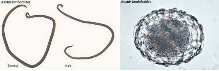 Gambar 2.1. Cacing dewasa dan telur Ascaris lumbricoides13 