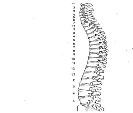 Gambar 2.7 Struktur Tukang Tidak Beraturan 59 3.  Proses Pembentukan Tulang (Osifikasi) 
