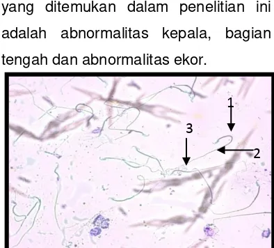 Tabel 2. Rerata Morfologi Spermatozoa Normal dan Abnormal 