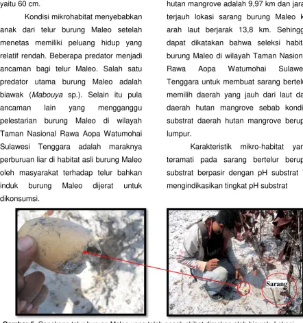 Gambar 5.   Cangkang telur burung Maleo yang telah pecah akibat dimakan oleh biawak. Lokasi  sarang bertelur : kawasan Savanna “Pada-padai” Resort Langkowala TNRAW (Senin/3/11/2014; 12.33 WITA)
