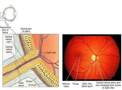 Gambar 5.3. Citra Fundus Retina Normal. Makula lutea terletak 3-4 mm ke arah temporal dan sedikit di bawah disk optik, Diameter vena ±2 kali lebih besar dari arteri (Vaughan, 2014) 