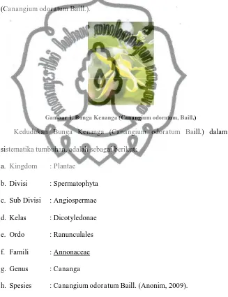 Gambar 1. Bunga Kenanga (Canangium odoratum, Baill.)  
