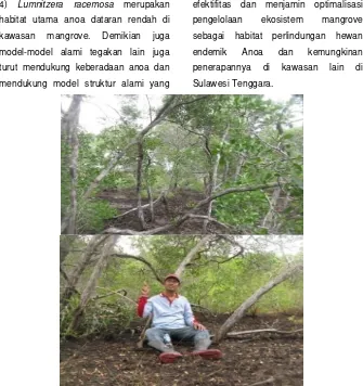 Gambar 4 . Model struktur alami tegakan Lumnitzera racemosa yang menjadi habitat Anoa dataran rendah di TNRAW