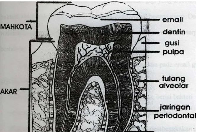 Gambar 1: Bagian-bagian gigi. 
