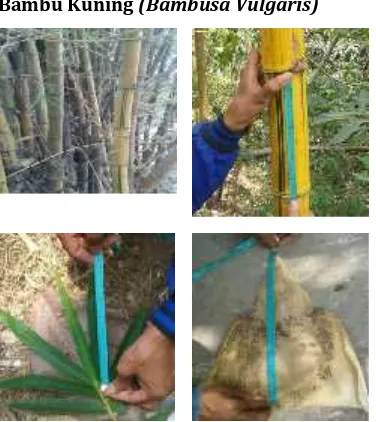 Tabel 4. Data Analisis Berdasarkan Indeks Nilai Penting dan Keanekaragaman Jenis Bambu  TingkatAnakan di Kelurahan Mangga Dua Kawasan Tahura Nipa-nipa