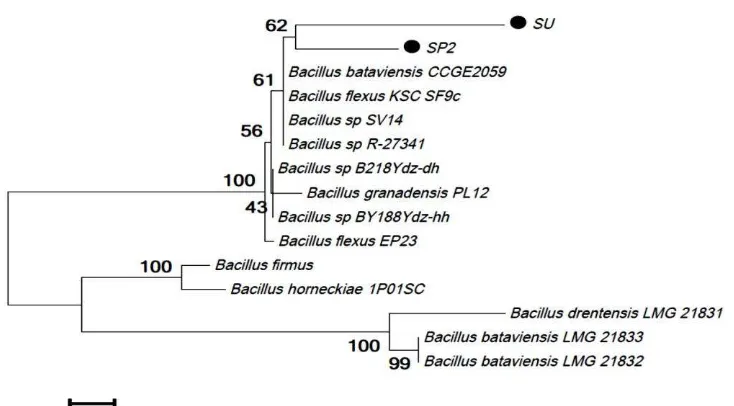 Gambar 2. Pohon filogenetik (kladogram) isolat SP2 dan SU dengan beberapa spesies Bacillus berdasarkan hasil BLAST dan publikasi jurnal internasional (Heyman et al., 2004)  