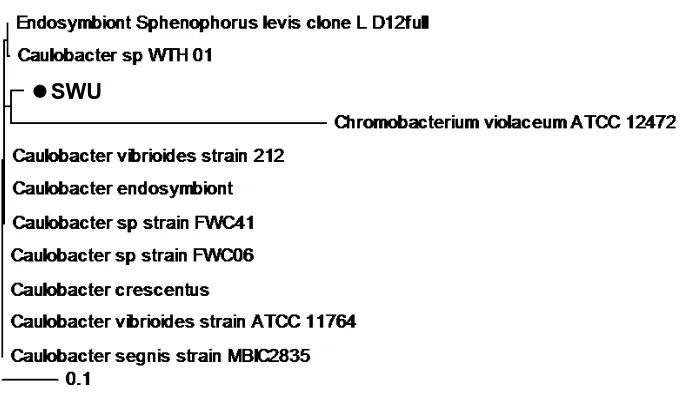 Gambar 3 evolusi SWU dengan besar dari pada dengan violaceumSWU menunjukkan kedekatan Caulobacter sp