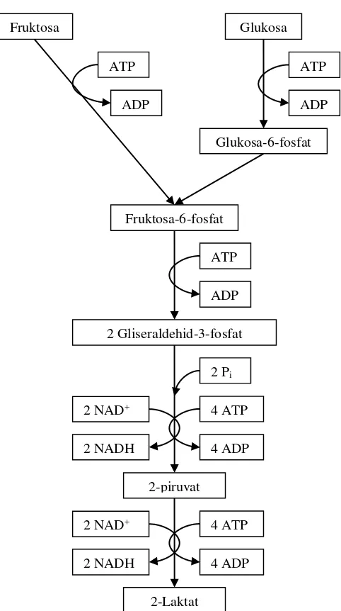 Gambar 1. Metabolisme homofermentatif bakteri asam laktat (Prescott et al., 2002) 