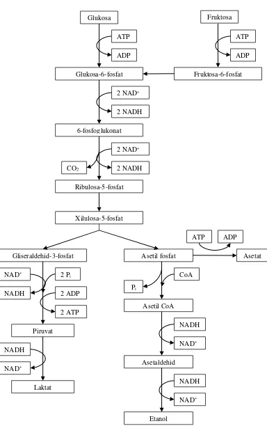 Gambar 2. Metabolisme heterofermentatif bakteri asam laktat (Prescott et al., 2002) 