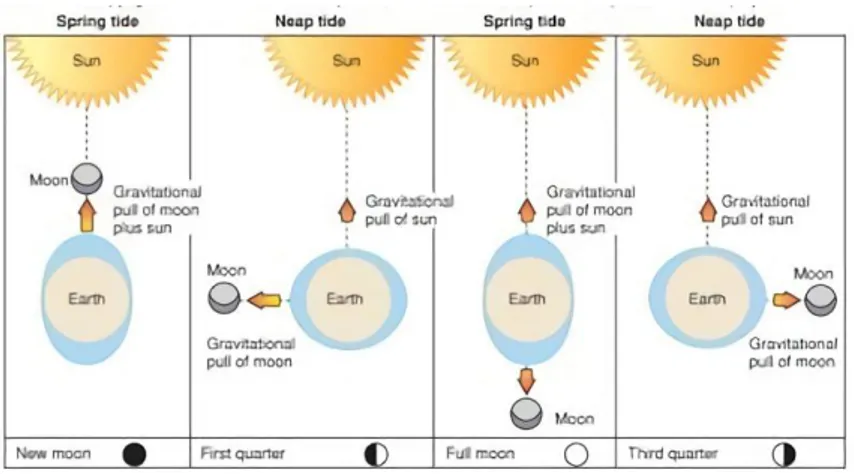 Gambar 2.1 Pengaruh Bulan dan Matahari Terhadap Pasang Surut  (Sumber: Garrison, 1998)