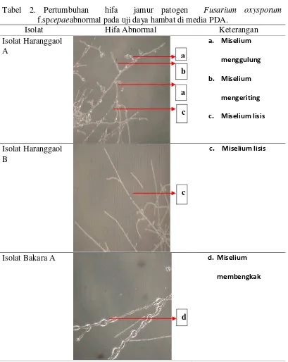 Tabel 2. Pertumbuhan  hifa  jamur patogen  Fusarium oxysporum 