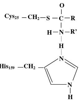 Gambar 4.  Struktur enzim papain (Anonim 2003) 
