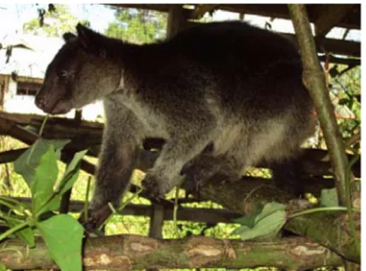 Gambar 1. Kanguru Pohon Kelabu (Dendrolagus inustus) Kanguru Pohon umumnya memiliki kaki 