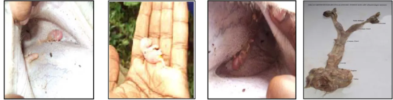 Gambar 2. Kantong, Organ Reproduksi Betina, Bobot Lahir dan Perkembangan Embrio Dalam  Kantong  Kanguru Pohon Kelabu (Dendrolagus inustus)