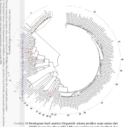 Gambar 18 Dendogram hasil analisis filogenetik sekuen prediksi asam amino dari 