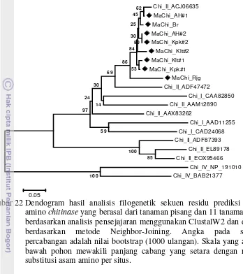 Gambar 22 Dendogram hasil analisis filogenetik sekuen residu prediksi asam 0.05