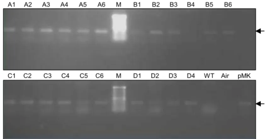 Gambar 2.   Direct PCR dengan primer gen kanR  pada  koloni  hasil  transformasi  dengan  transposon            