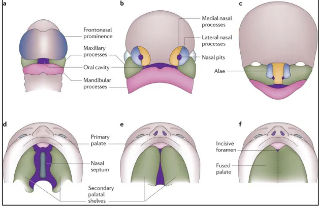 Gambar 3. Pembentukan nasal dan maksila dari minggu ke-5 hingga ke-10 11