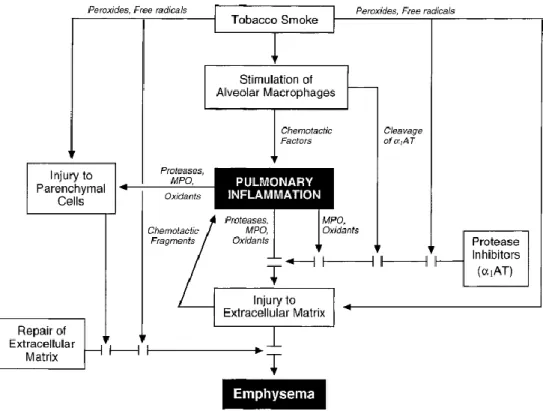 Gambar 2.1. Patogenesis terjadinya PPOK  8 . 