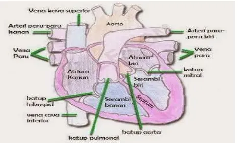 Gambar 1. Anatomi Jantung Manusia 