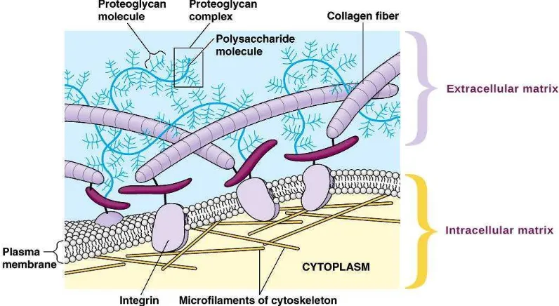 Gambar 2.2 Extracellular Matrix (Cummings, 2004) 
