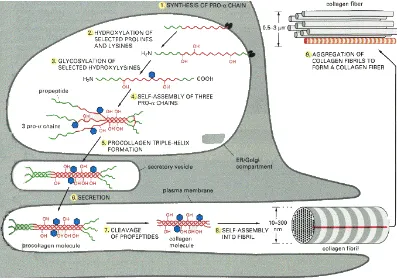 Gambar 2.4 Biosintesis kolagen (Albert et al., 1994) 