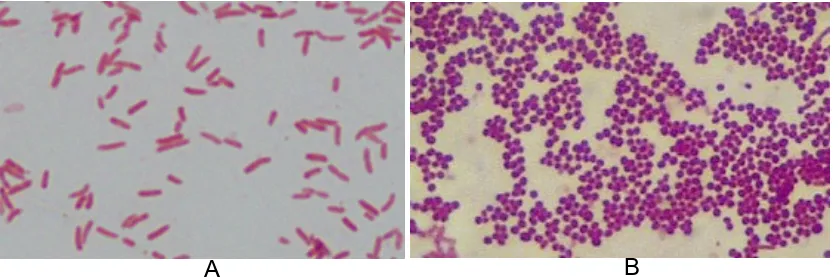 Gambar 1. Mikroskopis Bakteri Coliform (A) dan Staphylococcus aureus (B) 