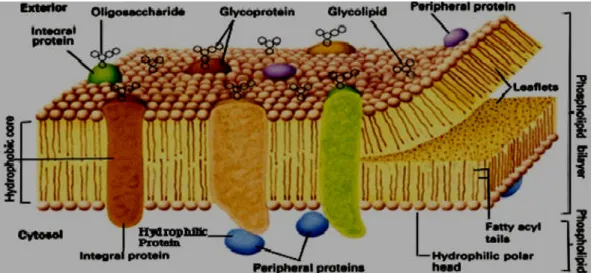 Gambar 2.10 Struktur Lapisan Bakteri Escherichia Coli
