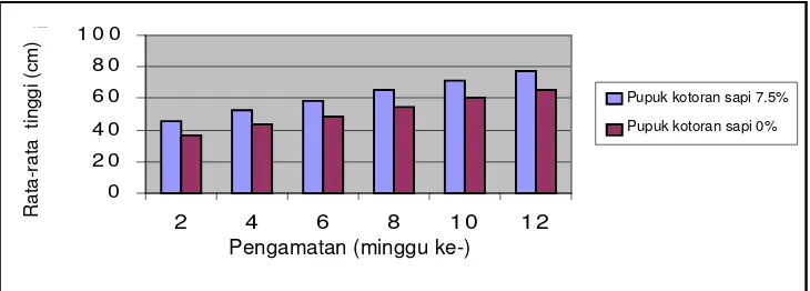 Gambar 13. Pengaruh ZPT IBA terhadap rata-rata tinggi tanaman di lapangan. 