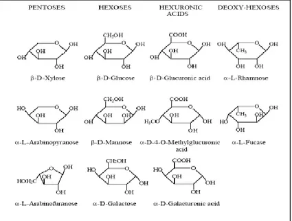 Gambar II.2 Struktur unit-unit penyusun hemiselulosa (Ibrahim,  1998) 