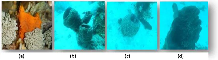 Gambar 2. Jenis spons yang ditemukan pada lokasi penelitian. (a) Stylotella sp., (b) Petrosia sp., (c) Xestospongia sp., dan (d) Petrosia sp